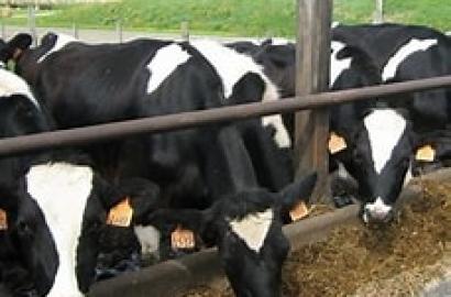 Kithyoko: The New Agricultural Hub Attracting Kiambu Farmers